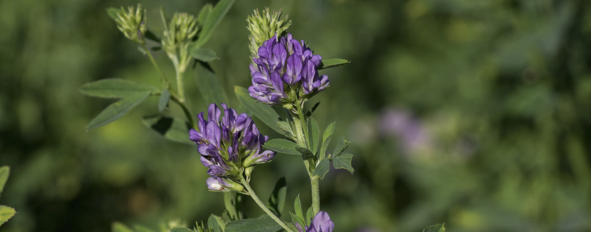 Alfalfa / Lucerne
